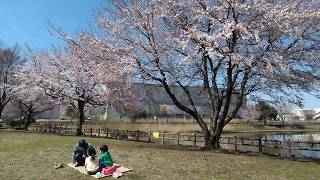 花見をのんびり楽しむ