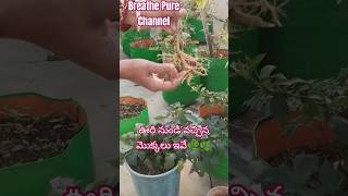 తెచ్చిన మొక్కలు అన్నీ వెర్లతో ఉన్నాయి🤗#subscribe to my channel Breathe pure