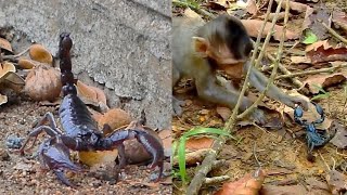 The baby monkeys are playing with the scorpion, it looks dangerous