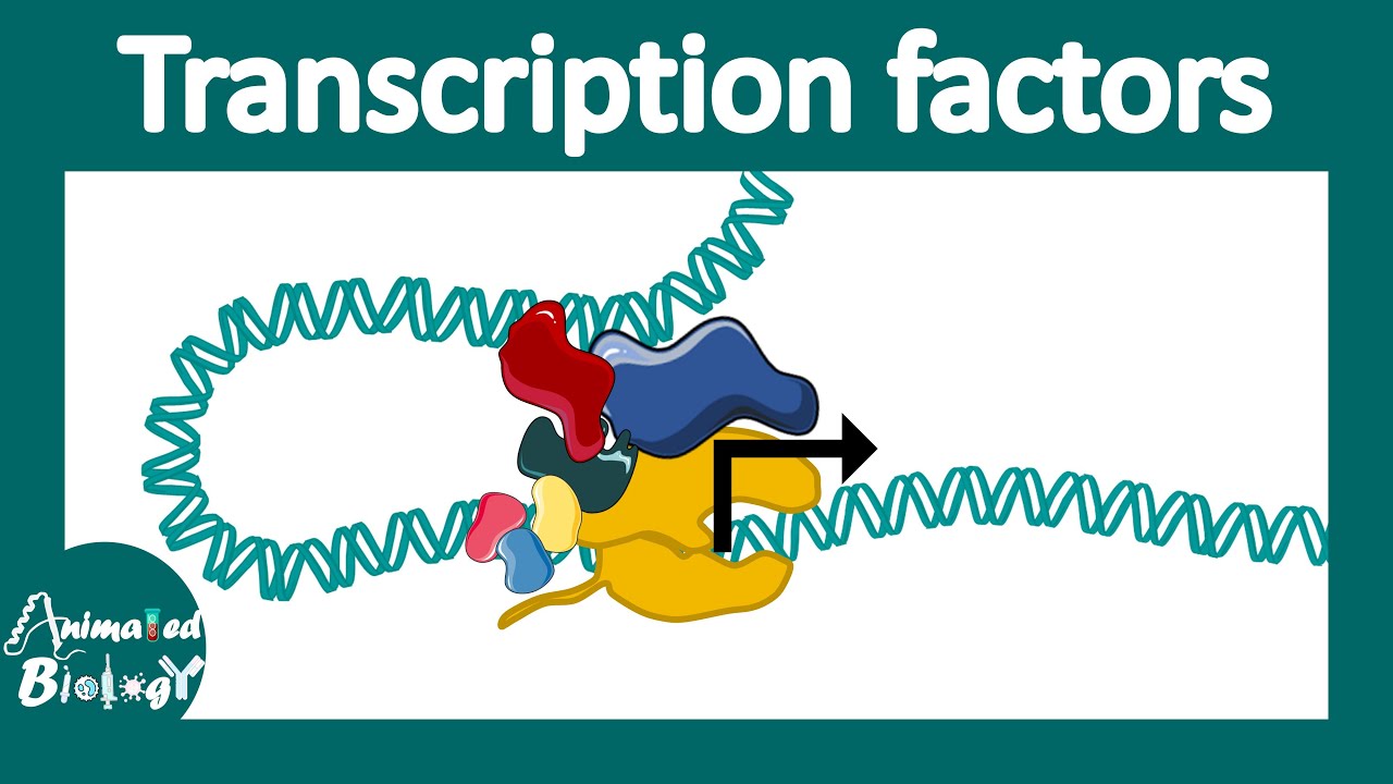 Transcription Factors | General Transcription Factors | Transcription ...