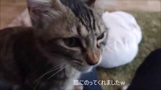 駒沢大学駅の保護猫カフェ駒猫に行ってきた③可愛いキジトラ子猫ちゃんが懐いてくれました。Japanese Cat Cafe