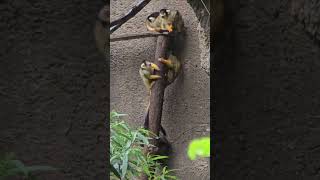 黑冠松鼠猴Bolivian Squirrel Monkey/Taipei Zoo