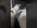 初めて雪をみた猫