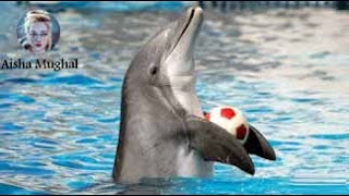 Best of the Dubai Dolphin Show 2021 Highlights || Aisha Mughal - YouTube #DolphinShow #Dubai