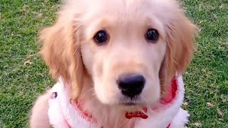 #Puppy love#Pet love#Golden Retriever Puppy