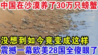 中国在沙漠养了30万只螃蟹，没想到如今竟变成这样，震撼一幕欧美28国全傻眼了