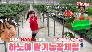 베트남하노이에서 한국품종딸기🍓를 수확하러 농장에 출동!! 그리고 민떵이가 혼자 외박한 ssul... 🫢🫢