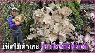 Hen of the Woods Mushroom Foraging ,New York in the Fall Season เก็บเห็ดแม่ไก่ฤดูใบไม้เปลี่ยนสี