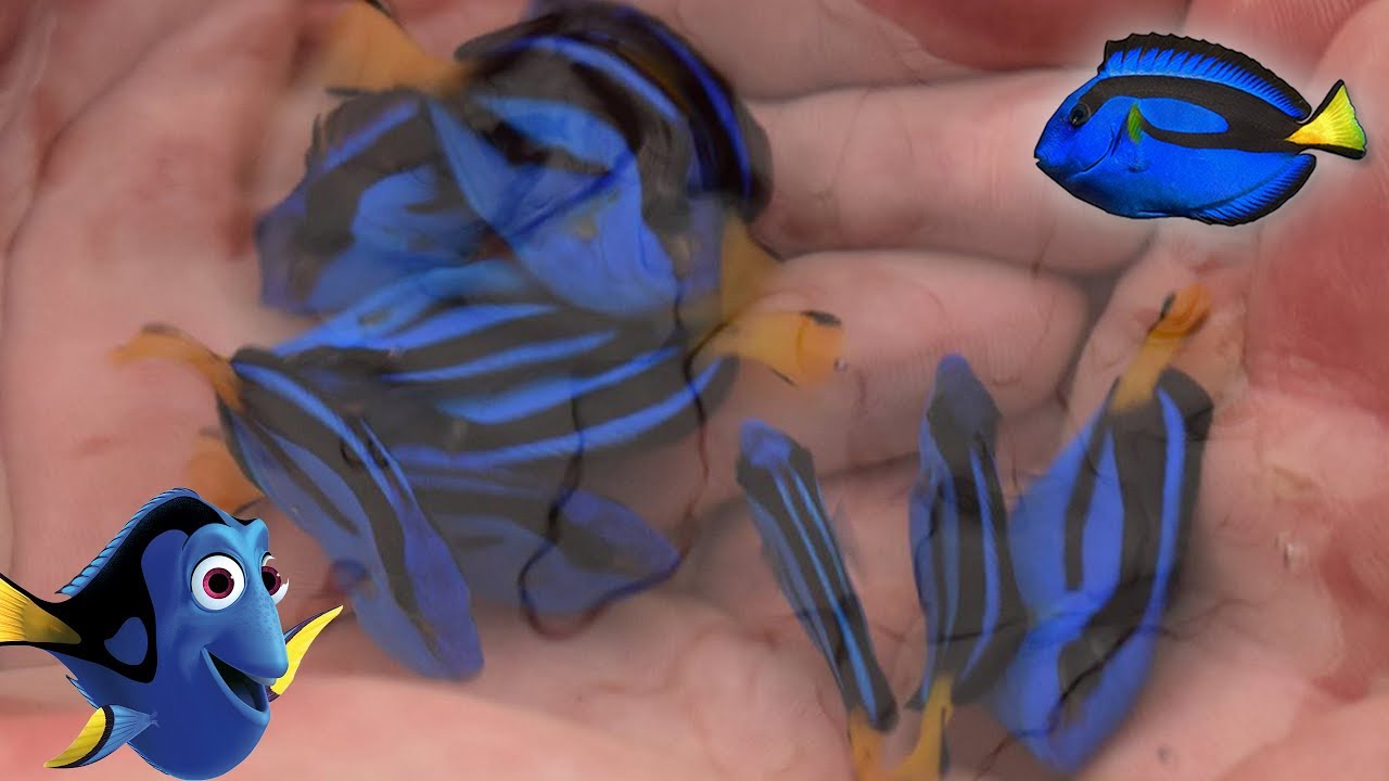 Facts: The Blue Tang (Palette Surgeonfish) || Finding Dory Fish Facts ...