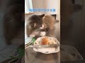 shortsvideo shorts ノルウェージャンフォレストキャット cats cat 猫 大型猫 猫との暮らし かわいい 猫動画 かわいい猫