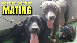 Mxtube.live :: Labrador mating Mp4 3GP Video & Mp3 Download ...