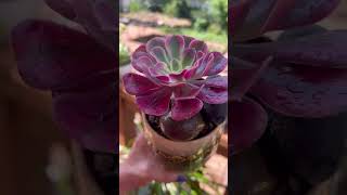 How to propagate Aeonium “Medusa” Unboxing after..😯 에오니움 자구 늘리는 방법은!