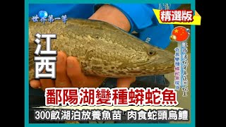 【江西】鄱陽湖變種蟒蛇魚 300畝湖泊放養蛇頭魚魚苗 ｜《世界第一等》419集精華版