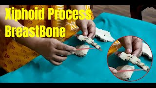 Breast Bone | Sternum | Xiphoid Process | Anatomy Class