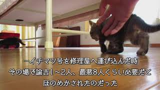 イチとイチマツ号＆子猫隊の記録