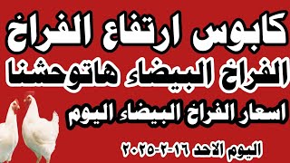 اسعار الفراخ البيضاء اليوم سعر الفراخ البيضاء اليوم الاحد ١٦-٢-٢٠٢٥ في المحلات في مصر