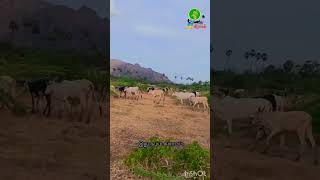 மாடு மேய்க்க தெரியுமா...🤣🤣#bull #farmer #kedai #cow #vadivelucomedy