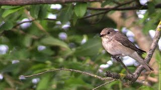 Papamoscas Gris (Muscicapa striata)