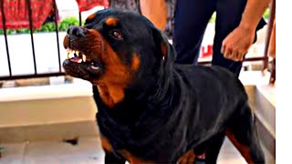 Rottweiler attacking his Owner | @kunalkapoor711