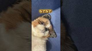 パパになでなでされるメイ　#shihtzu #dog #vlog #trend #fyp #vlog #シーズー #犬