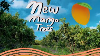 New Mango Trees in the Grove! | Mangoes on Pine Island, Florida | Mangoes on Sunrise