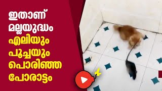 ഇതാണ് മല്ലയുദ്ധം, എലിയും പൂച്ചയും പൊരിഞ്ഞ പോരാട്ടം | Cat | Rat