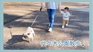 紅葉が見頃！代々木公園散歩♩　パグのおまめの毎日　Its OMAME The Pug