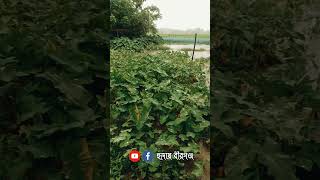 রংপুর বিভাগের কোথায় বৃষ্টি হচ্ছে.??🌧️রংপুর, পঞ্চগড়, ঠাকুরগাঁও,  নীলফামারী,দিনাজপুর,কুড়িগ্রাম,