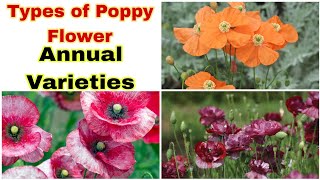 16 Most Beautiful Annual Poppy Varieties to Grow