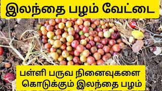 இலந்தை பழம் வேட்டை(Jujube Fruit Harvesting ) @nativesnap