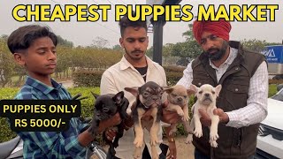 Puppy market in India at low rates with contact details | Wholesale Dog market Ludhiana 2023