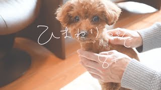 【トイプードル・犬生はじめてのドッグマッサージ】２本足で立つと疲れるところも、犬マッサージ。ひまわりちゃん、８歳。My First Massage Ever from My Family!