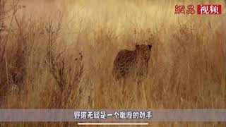 花豹追杀野猪，结果惨遭野猪“反刹”镜头记录悲惨过程！