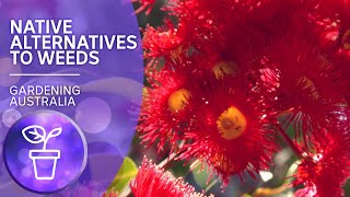 Native alternatives to environmental weeds | Australian native plants | Gardening Australia