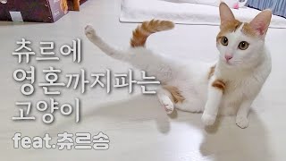 츄르라면 영혼이라도 내놓을 고양이 (feat.츄르송)