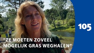 250 schapen in de duinen bij Vogelenzang: “Ze eten alles op, daarom zijn ze geschikt” | Haarlem105