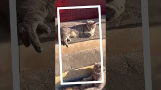 Three cats 🐈 are basking in the sun ☀️ | How do cats rest? #shorts #short #cat