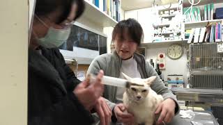 ③猫のシロベーちゃんの栄養補助