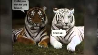 Our Favorite Funny Animal Pictures and Video Clips 2014