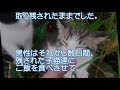 裏山から迷子の子猫が出てきて驚き！ 愛らしい姿で甘えてきて鳴き続ける子猫がかわいい！・・・愛のねこチャンネル劇場