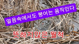 얼음이 약해서 수초직공낚시/#대림낚시프라자 #체어맨야전대물 #체어맨블루3 #꾼의선택tv #피싱트랜드 #토코#아쿠아엑스대물줄 #리더팀클럽 #현우레포츠