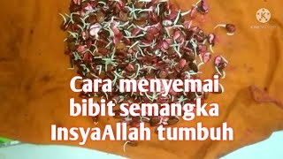 Cara menyemai bibit semangka