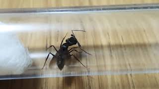 Trap Jaw queen ant removing her wings