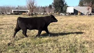 Klamath Bull sale Lot 22