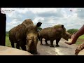 ale the new baby white rhino at cuba s national zoo