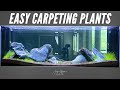 3 EASY CARPETING PLANTS for Nature Aquarium