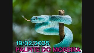 PALPITE DO DIA 19/02/2025-JB