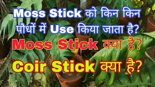 Moss Stick को किन किन पौधों में Use किया जाता है? || Different between Moss Stick and Coir Stick ||