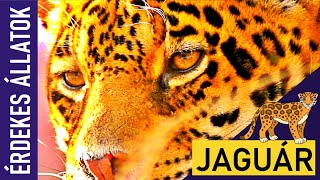 JAGUÁR | Állatok gyerekeknek | Ismeretterjesztő | Természetfilm | Magyar szókincs bővítése