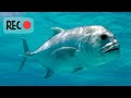 Spearfishing Indonesia Giant Trevally / Panah Ikan Bubara di Pulau Seram Maluku